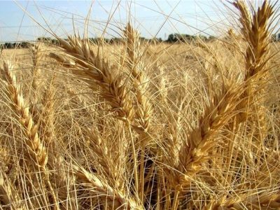 مطالبات گندم‌کاران ایلام تا یک هفته آینده به‌طور کامل تسویه می‌شود