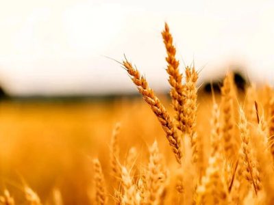 خرید ۲۰۹ هزار تن گندم از کشاورزان ایلام/ پرداخت ۹۵ درصد مطالبات تاکنون