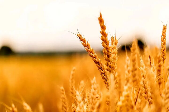 خرید ۲۰۹ هزار تن گندم از کشاورزان ایلام/ پرداخت ۹۵ درصد مطالبات تاکنون