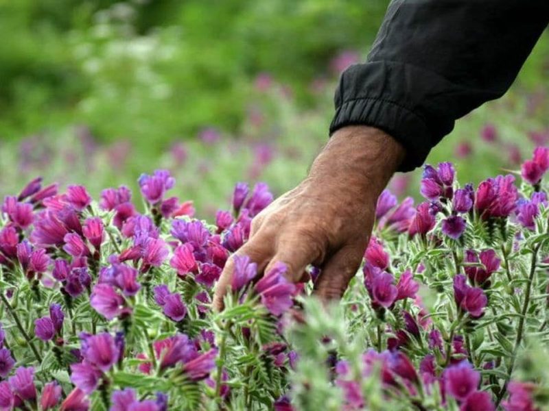 مدیرکل منابع طبیعی ایلام: برداشت خودسرانه گیاهان مرتعی و جنگلی تخلف قانونی است