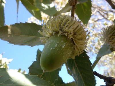 جنگل‌های بلوط ایلام زیر تیغ سودجویی؛ شوکه، تهدیدی خاموش برای میراث سبز زاگرس